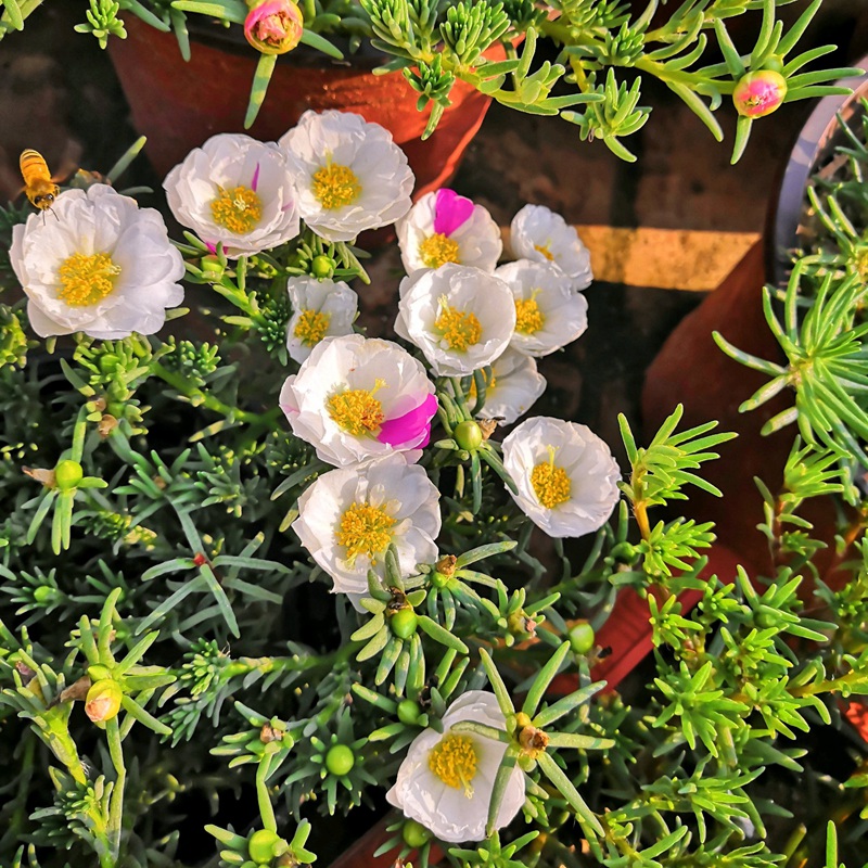 <a href='http://www.wuzhouwash.com/caohuazhongzi/16045.html' target='_blank'>太陽花種子</a>