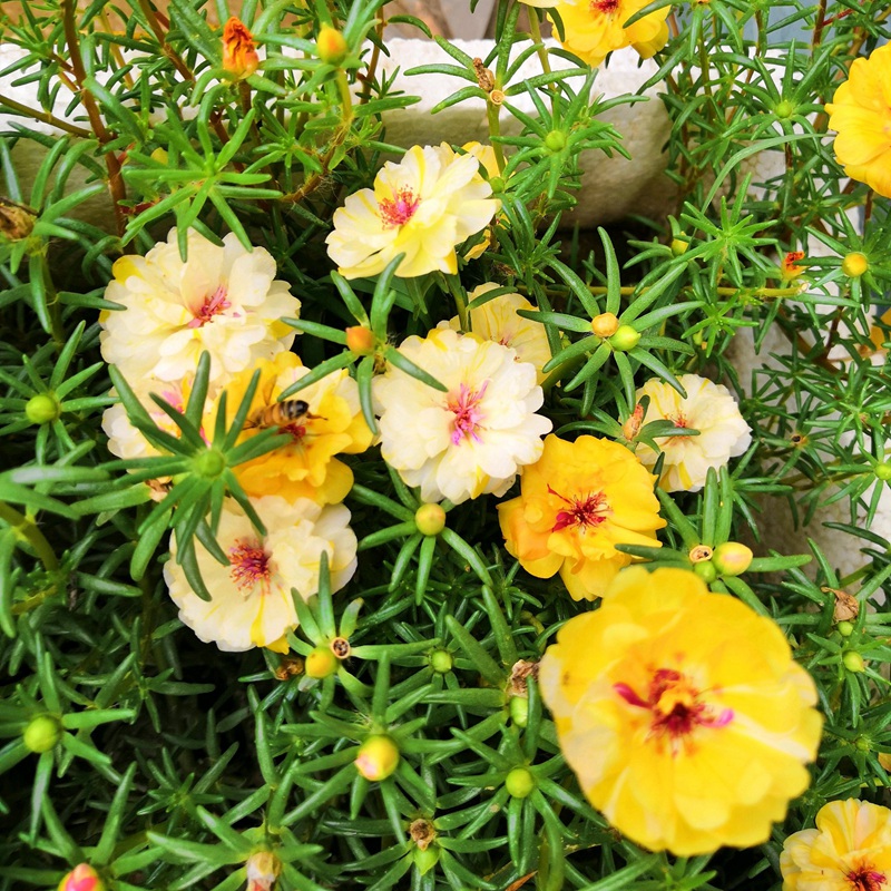 太陽花<a href='http://www.wuzhouwash.com/' target='_blank'>種子</a>