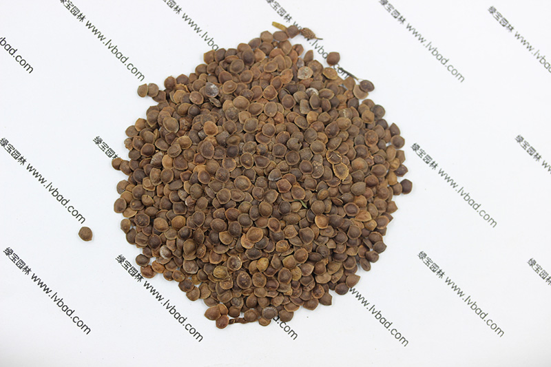 <a href='http://www.wuzhouwash.com/caohuazhongzi/1058.html' target='_blank'>含羞草</a><a href='http://www.wuzhouwash.com/' target='_blank'>種子</a>