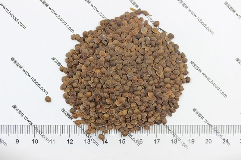 <a href='http://www.wuzhouwash.com/caohuazhongzi/1058.html' target='_blank'>含羞草種子</a>
