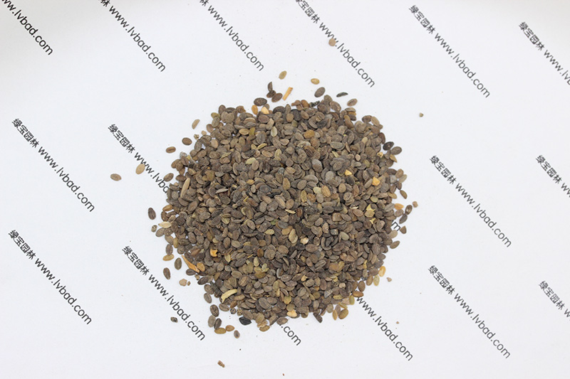 福祿考<a href='http://www.wuzhouwash.com/' target='_blank'>種子</a>