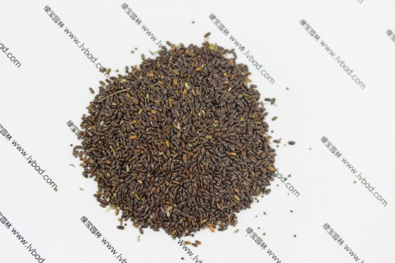 <a href='http://www.wuzhouwash.com/caohuazhongzi/1645.html' target='_blank'>薰衣草</a><a href='http://www.wuzhouwash.com/' target='_blank'>種子</a>