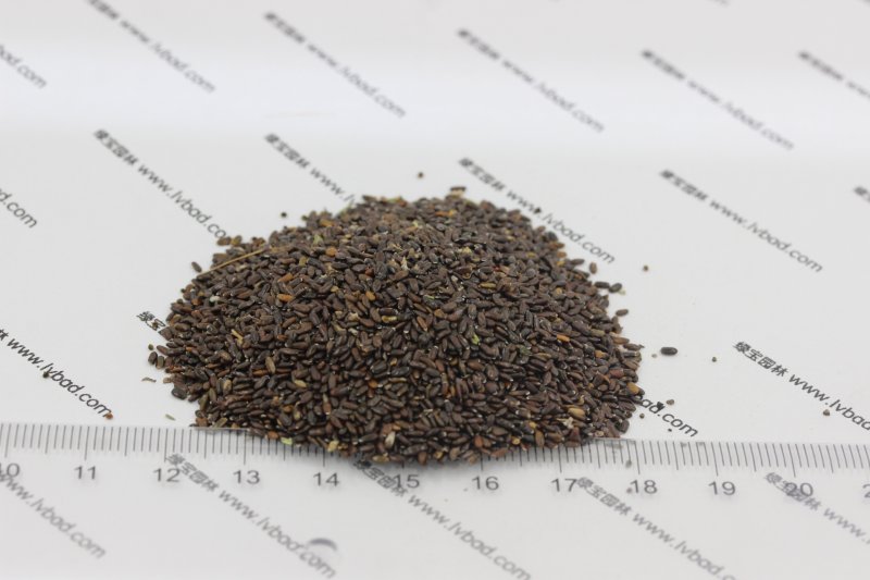 <a href='http://www.wuzhouwash.com/caohuazhongzi/1645.html' target='_blank'>薰衣草種子</a>