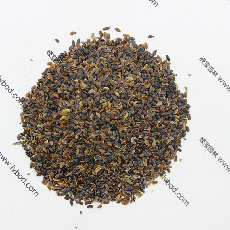 <a href='http://www.wuzhouwash.com/caohuazhongzi/1573.html' target='_blank'>桔梗</a><a href='http://www.wuzhouwash.com/' target='_blank'>種子</a>圖片