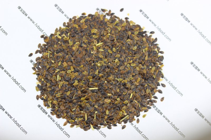<a href='http://www.wuzhouwash.com/caohuazhongzi/1577.html' target='_blank'>藍花亞麻</a><a href='http://www.wuzhouwash.com/' target='_blank'>種子</a>