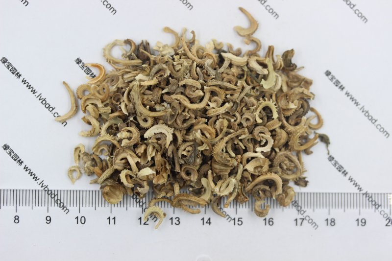 <a href='http://www.wuzhouwash.com/caohuazhongzi/1571.html' target='_blank'>金盞菊種子</a>圖片