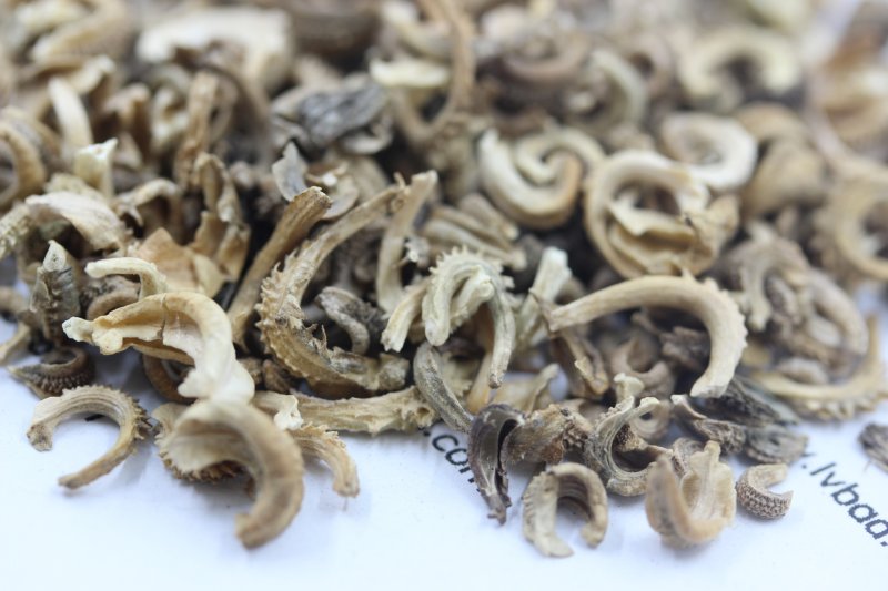 <a href='http://www.wuzhouwash.com/caohuazhongzi/1571.html' target='_blank'>金盞菊</a><a href='http://www.wuzhouwash.com/' target='_blank'>種子</a>圖片