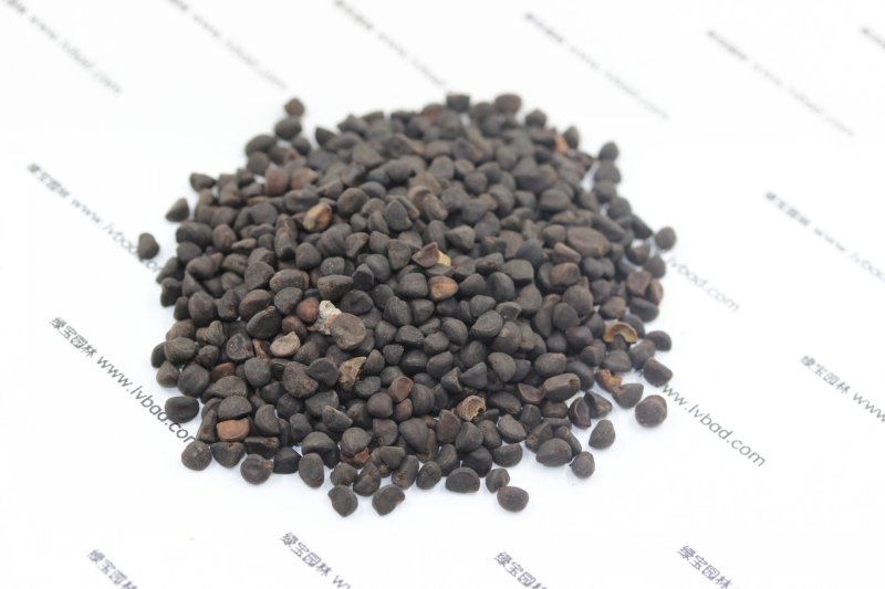 <a href='http://www.wuzhouwash.com/caohuazhongzi/1613.html' target='_blank'>牽?；?/a><a href='http://www.wuzhouwash.com/' target='_blank'>種子</a>