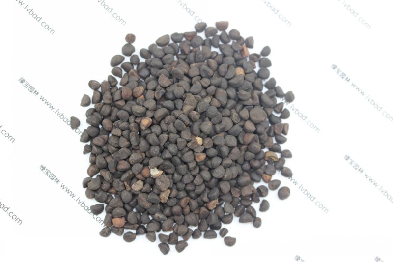 <a href='http://www.wuzhouwash.com/caohuazhongzi/1613.html' target='_blank'>牽?；ǚN子</a>