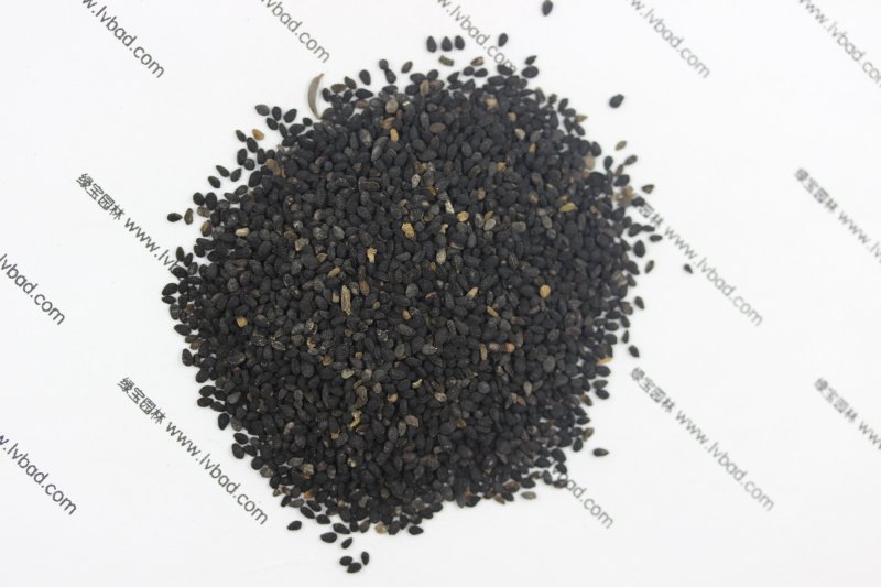 <a href='http://www.wuzhouwash.com/caohuazhongzi/1061.html' target='_blank'>黑種草種子</a>