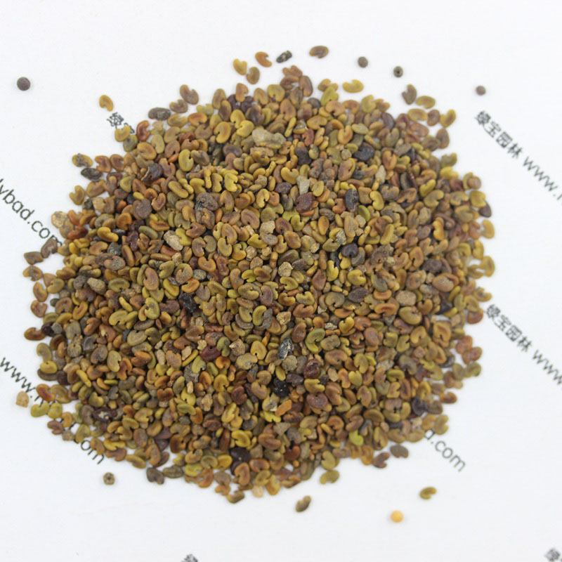 <a href='http://www.wuzhouwash.com/yaocaizhongzi/2335.html' target='_blank'>紅花</a>草<a href='http://www.wuzhouwash.com/' target='_blank'>種子</a>