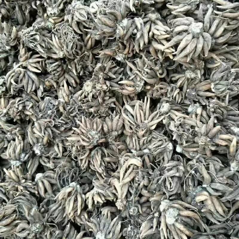 <a href='http://www.wuzhouwash.com/caohuazhongzi/16088.html' target='_blank'>花毛茛種球</a>種苗