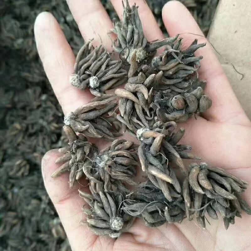 <a href='http://www.wuzhouwash.com/caohuazhongzi/16088.html' target='_blank'>花毛茛種球</a>種苗