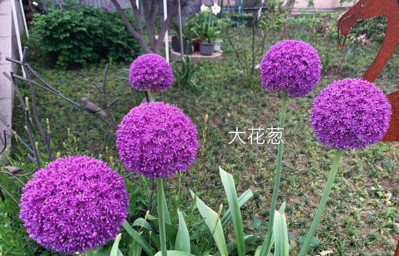 采收<a href='http://www.wuzhouwash.com/caohuazhongzi/1035.html' target='_blank'>大花蔥種球</a>