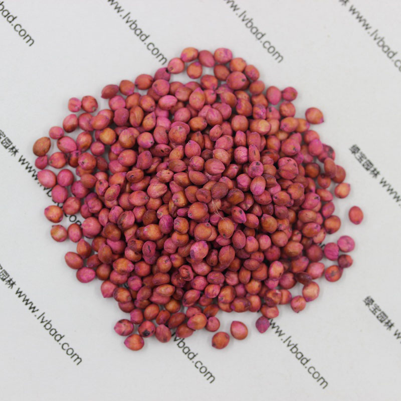 <a href='http://www.wuzhouwash.com/mucaozhongzi/4.html' target='_blank'>高丹草</a><a href='http://www.wuzhouwash.com/' target='_blank'>種子</a>