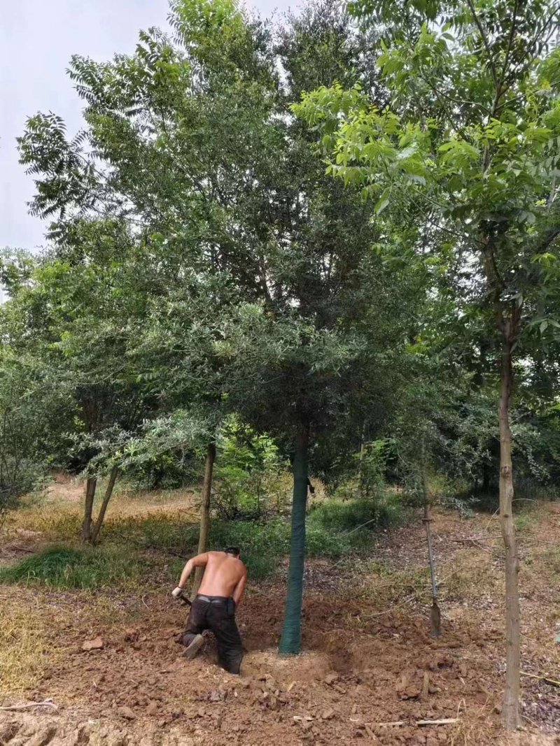 核桃樹