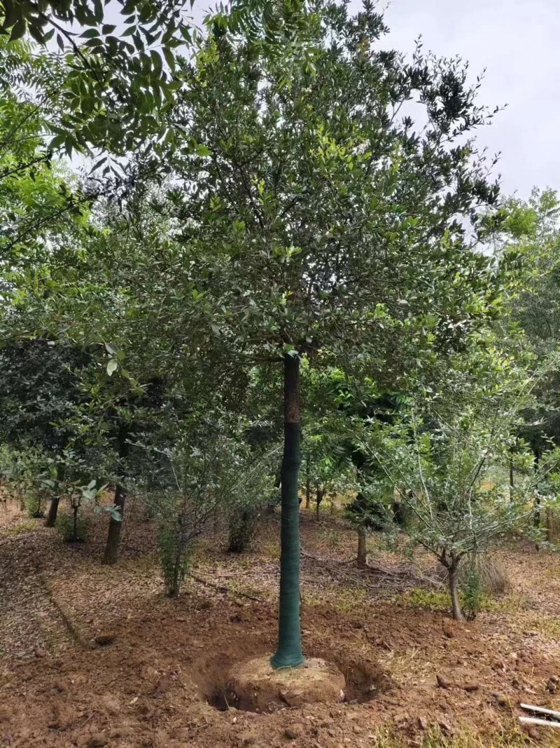 核桃樹