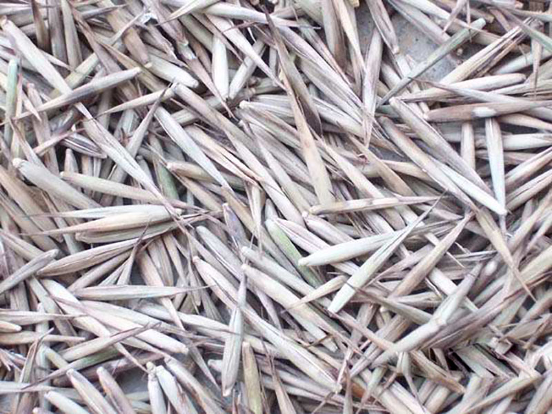竹子<a href='http://www.wuzhouwash.com/' target='_blank'>種子</a>