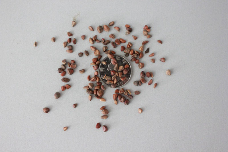 <a href='http://www.wuzhouwash.com/linmuzhongzi/1700.html' target='_blank'>月季花種子</a>和一元硬幣對(duì)比圖片