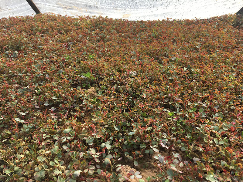 <a href='http://www.wuzhouwash.com/tengbenpanyuanzhiwu/3570.html' target='_blank'>月季</a>花種子發(fā)芽出苗