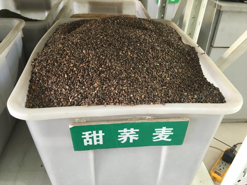 蕎麥<a href='http://www.wuzhouwash.com/' target='_blank'>種子</a>