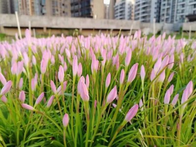 風雨蘭