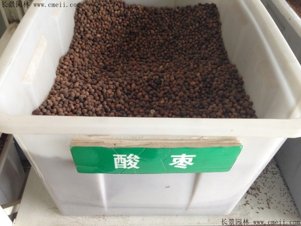 <a href='http://www.wuzhouwash.com/guoshuzhongzi/1883.html' target='_blank'>酸棗</a><a href='http://www.wuzhouwash.com/' target='_blank'>種子</a>圖片
