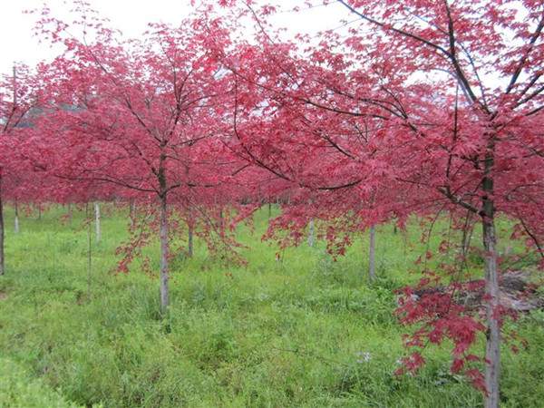 <a href='http://www.wuzhouwash.com/linmuzhongzi/1726.html' target='_blank'>日本紅楓</a>--長景園林