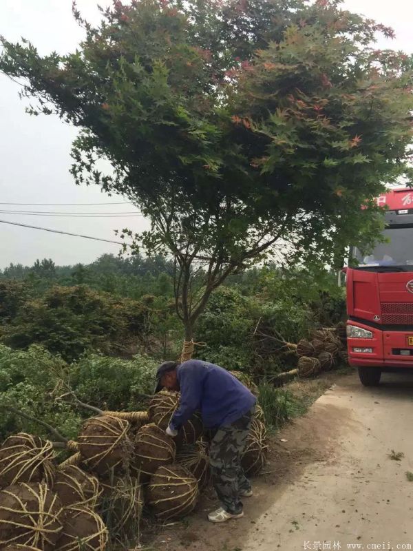 <a href='http://www.wuzhouwash.com/linmuzhongzi/1711.html' target='_blank'>雞爪槭</a>圖片基地實拍