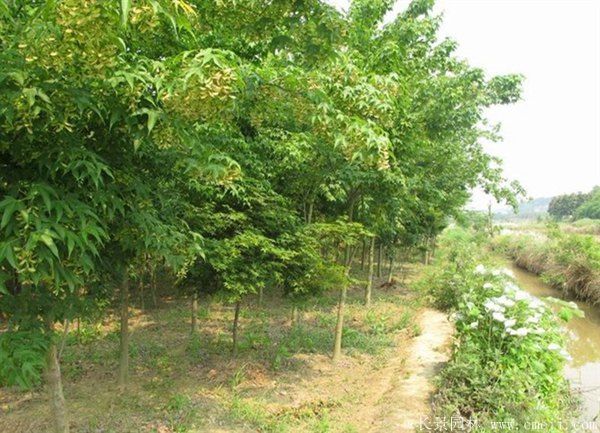 <a href='http://www.wuzhouwash.com/linmuzhongzi/1752.html' target='_blank'>青楓</a>圖片<a href='http://www.wuzhouwash.com/linmuzhongzi/1752.html' target='_blank'>青楓</a>基地實拍