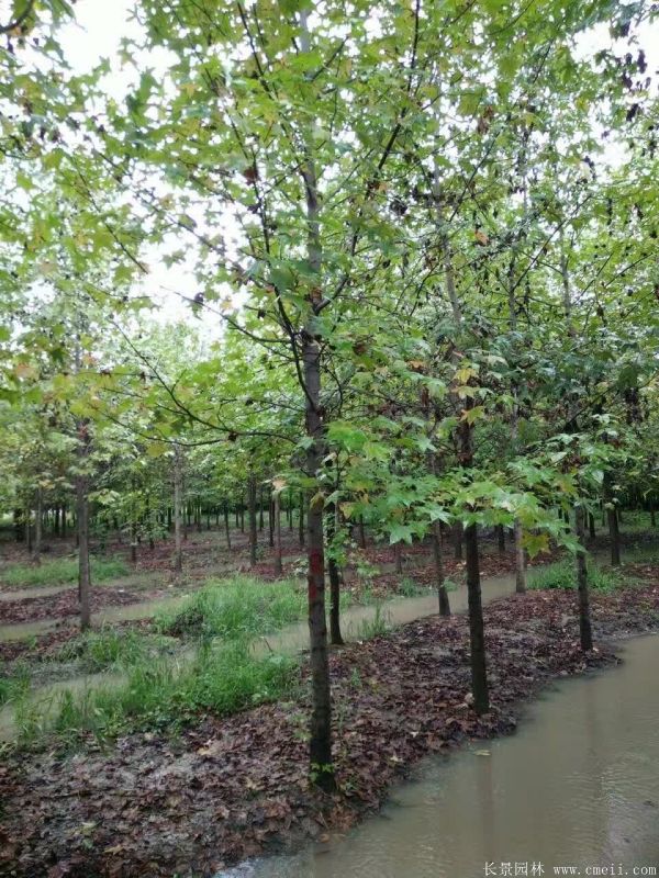 <a href='http://www.wuzhouwash.com/linmuzhongzi/1839.html' target='_blank'>楓香</a>圖片<a href='http://www.wuzhouwash.com/linmuzhongzi/1839.html' target='_blank'>楓香</a>基地實拍