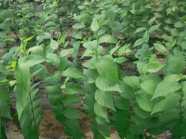 <a href='http://www.wuzhouwash.com/linmuzhongzi/1836.html' target='_blank'>白榆種子</a>發(fā)芽出苗圖片