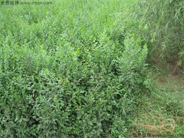 <a href='http://www.wuzhouwash.com/linmuzhongzi/1836.html' target='_blank'>白榆種子</a>發(fā)芽出苗圖片