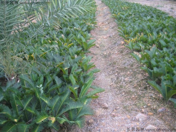 <a href='http://www.wuzhouwash.com/linmuzhongzi/1717.html' target='_blank'>鐵樹種子</a>發(fā)芽出苗圖片