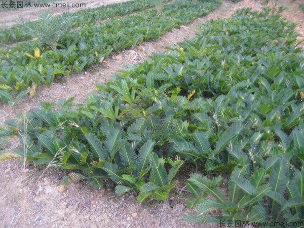 鐵樹<a href='http://www.wuzhouwash.com/' target='_blank'>種子</a>發(fā)芽出苗圖片