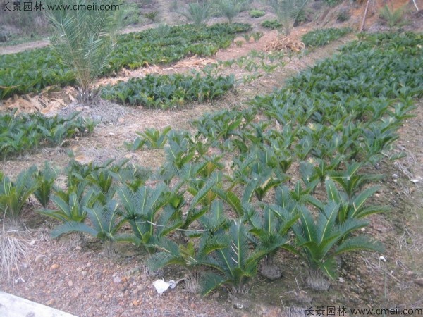 <a href='http://www.wuzhouwash.com/linmuzhongzi/1717.html' target='_blank'>鐵樹種子</a>發(fā)芽出苗圖片
