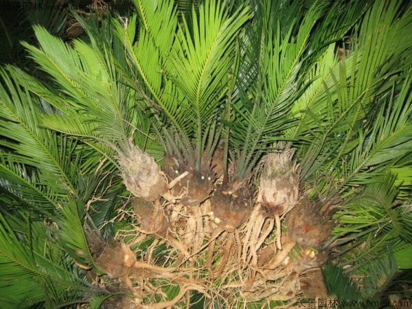 鐵樹<a href='http://www.wuzhouwash.com/' target='_blank'>種子</a>發(fā)芽出苗圖片