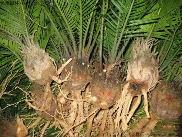 鐵樹<a href='http://www.wuzhouwash.com/' target='_blank'>種子</a>發(fā)芽出苗圖片