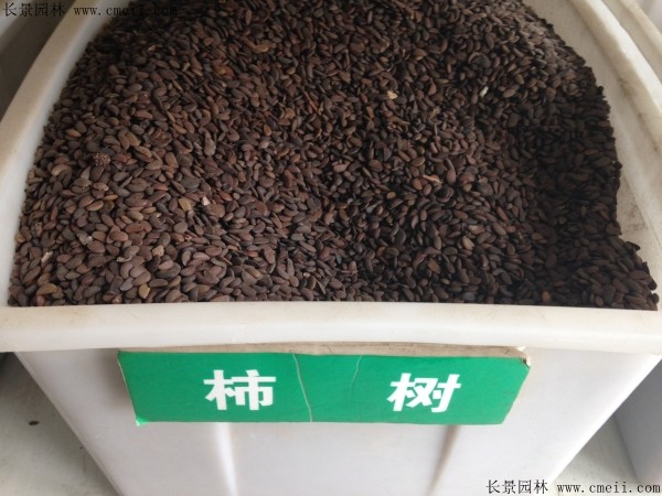 <a href='http://www.wuzhouwash.com/guoshuzhongzi/1878.html' target='_blank'>柿樹種子</a>圖片