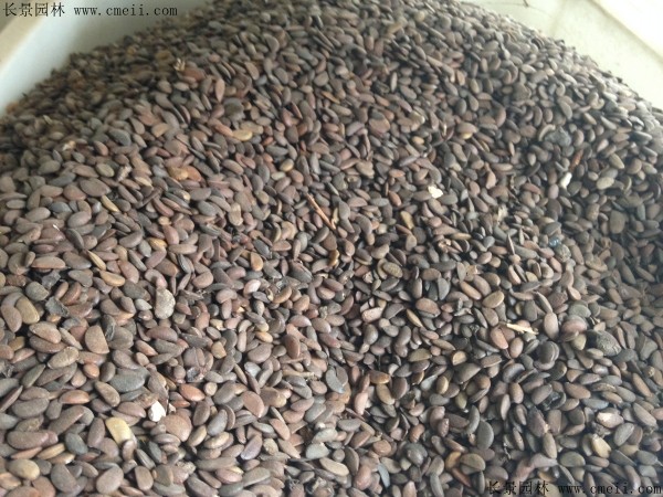 <a href='http://www.wuzhouwash.com/guoshuzhongzi/1878.html' target='_blank'>柿樹種子</a>圖片
