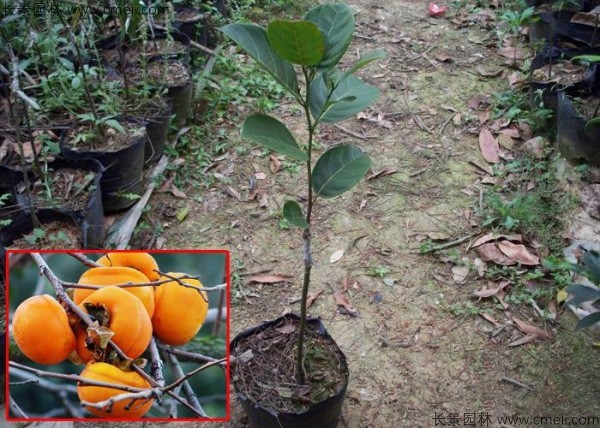 <a href='http://www.wuzhouwash.com/guoshuzhongzi/1878.html' target='_blank'>柿樹</a>種子發(fā)芽出苗圖片