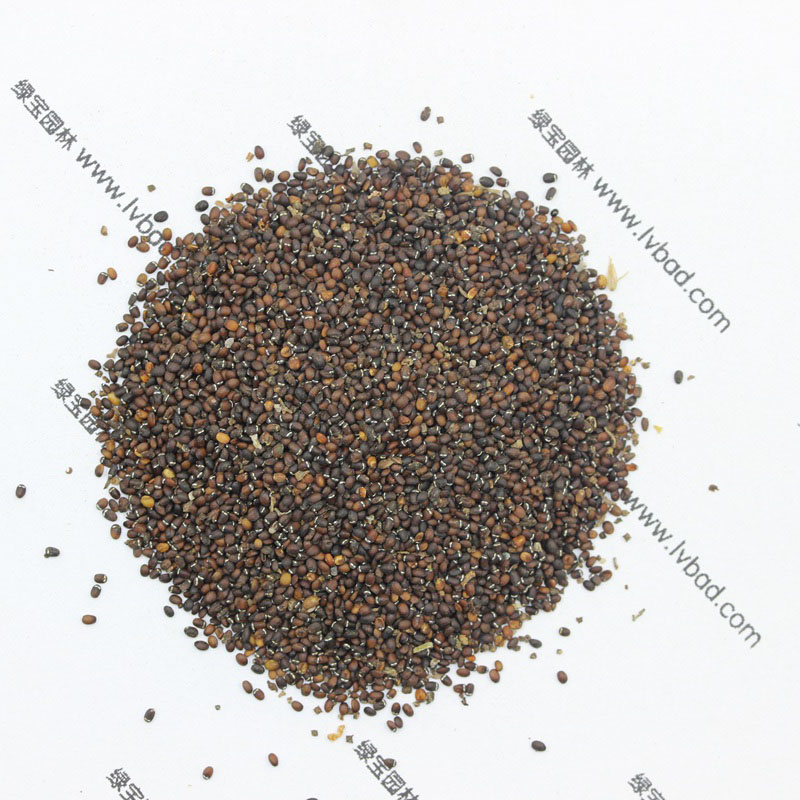 <a href='http://www.wuzhouwash.com/caohuazhongzi/1023.html' target='_blank'>薄荷</a><a href='http://www.wuzhouwash.com/' target='_blank'>種子</a>