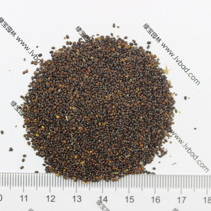 薄荷<a href='http://www.wuzhouwash.com/' target='_blank'>種子</a>