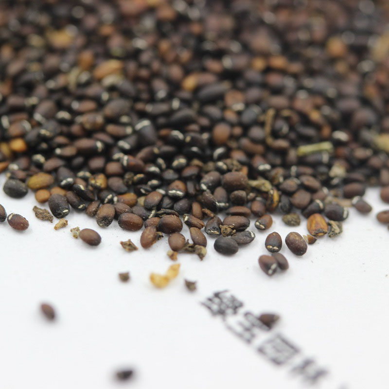 <a href='http://www.wuzhouwash.com/caohuazhongzi/1023.html' target='_blank'>薄荷種子</a>