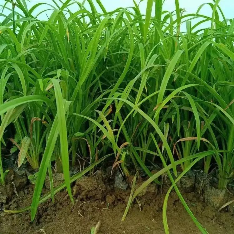 大花<a href='http://www.wuzhouwash.com/caobenzhiwu/3404.html' target='_blank'>萱草</a>杯苗盆栽容器苗