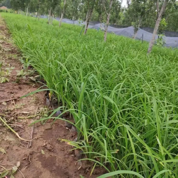 大花萱草杯苗盆栽容器苗