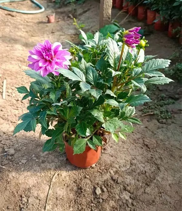 <a href='http://www.wuzhouwash.com/caohuazhongzi/1038.html' target='_blank'>大麗花</a>杯苗容器苗