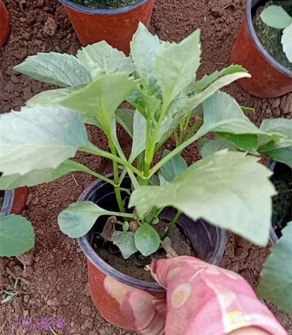 <a href='http://www.wuzhouwash.com/caohuazhongzi/1038.html' target='_blank'>大麗花</a>杯苗容器苗