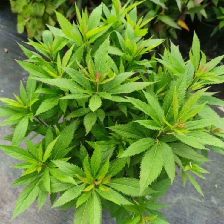 大麻葉澤蘭杯苗容器苗
