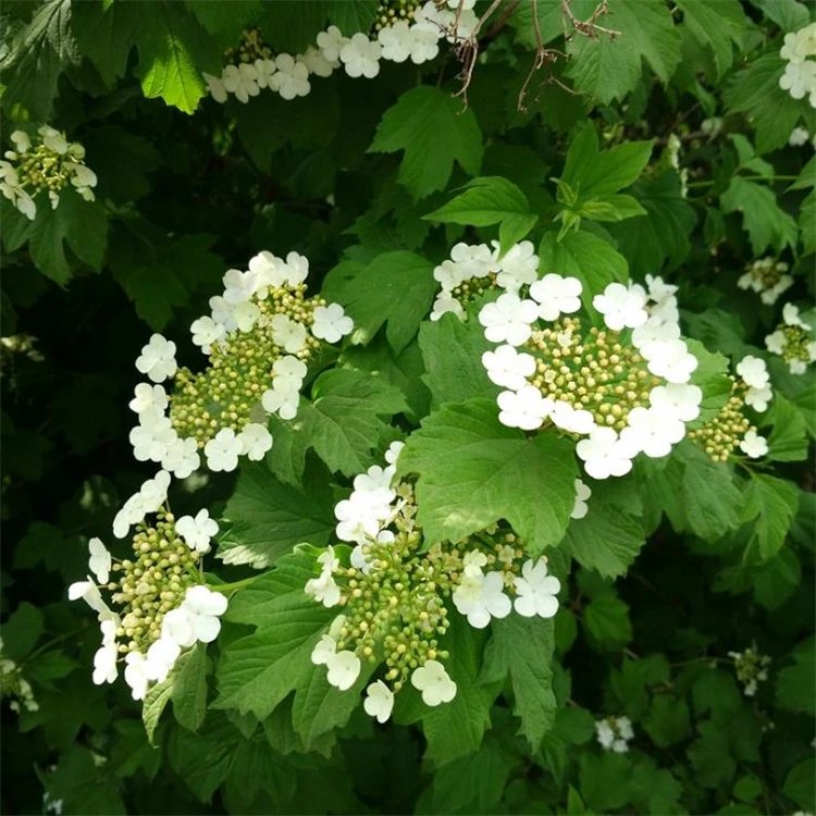 地中海<a href='http://www.wuzhouwash.com/linmuzhongzi/2225.html' target='_blank'>莢蒾</a>容器苗